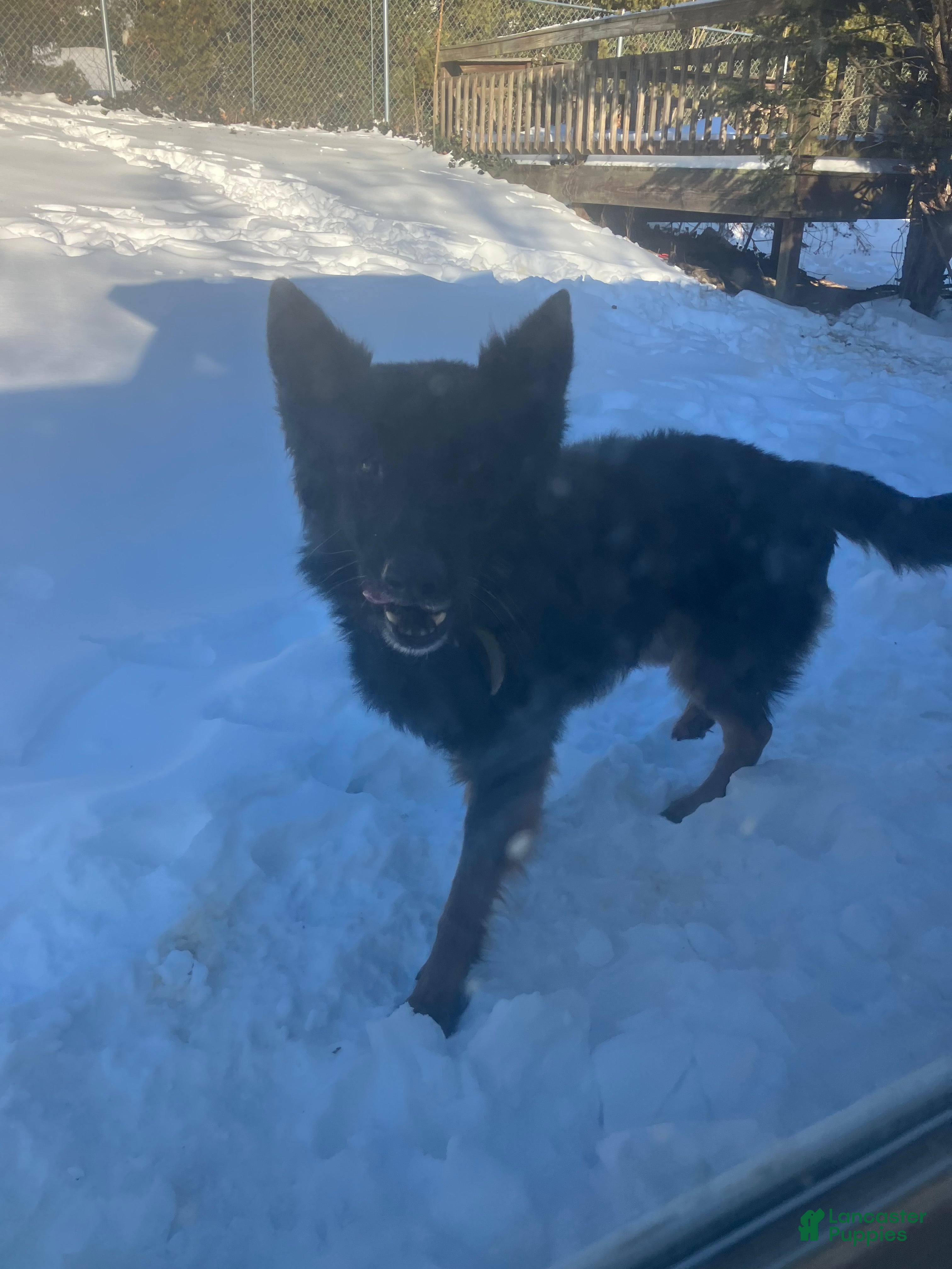 German Shepherd dogs King  - Ad 2