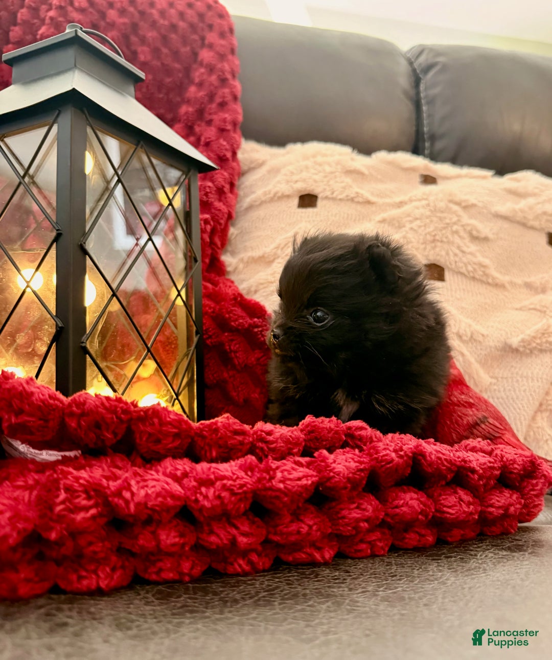 Pomeranian dogs for sale: Winterberry - Ad 10