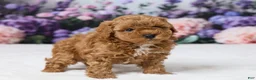 Miniature Poodle dogs for sale: Teddy - Ad 4