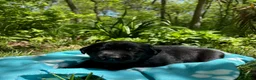 Labrador Retriever dogs for sale: Blackjack - Ad 2
