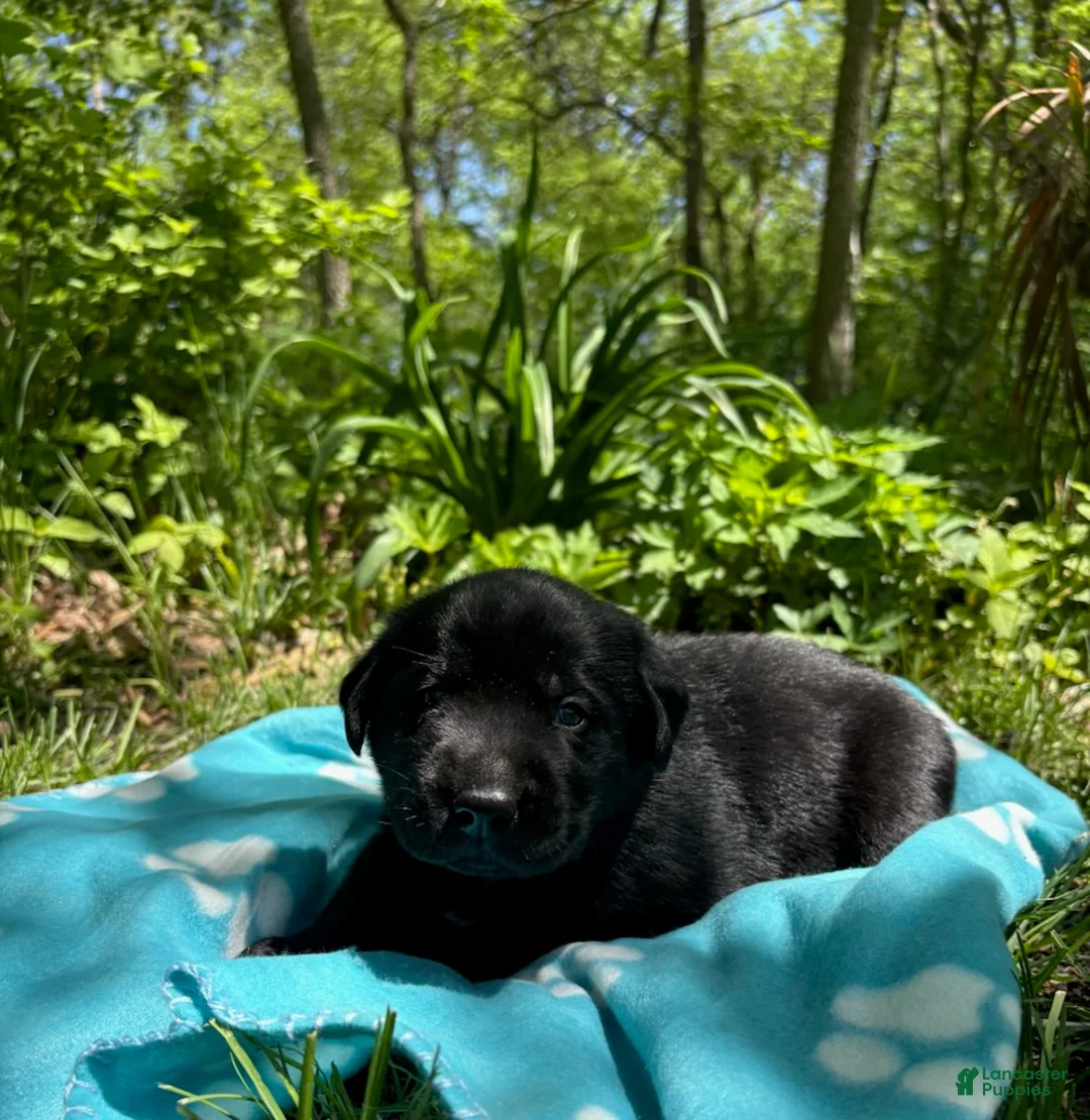 Labrador Retriever dogs for sale: Blackjack - Ad 2