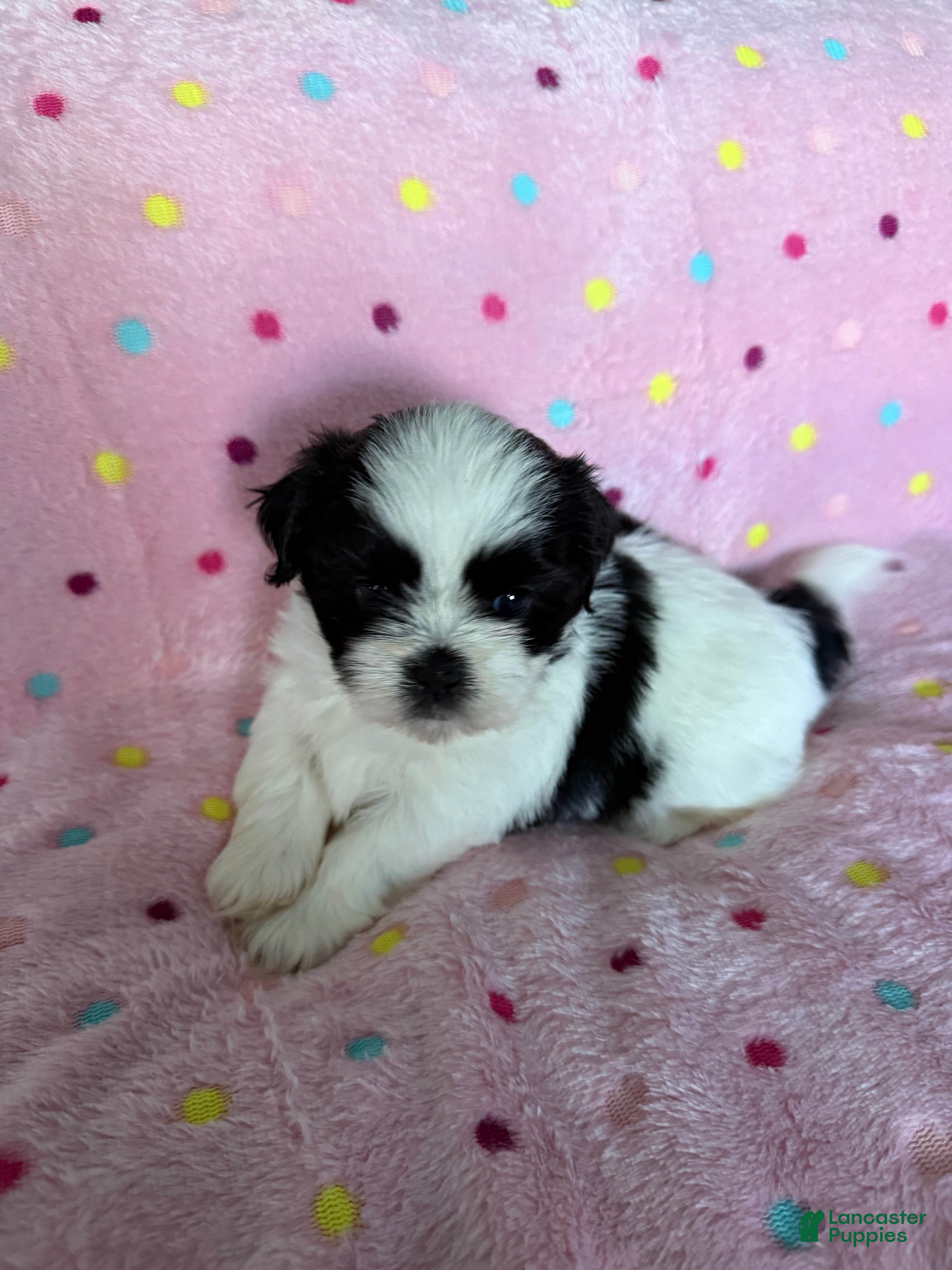 Shih Tzu dogs Shih Tzu Puppy 3 - Ad 1
