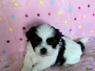 Shih Tzu dogs for sale: Shih Tzu Puppy 3 - Ad 1