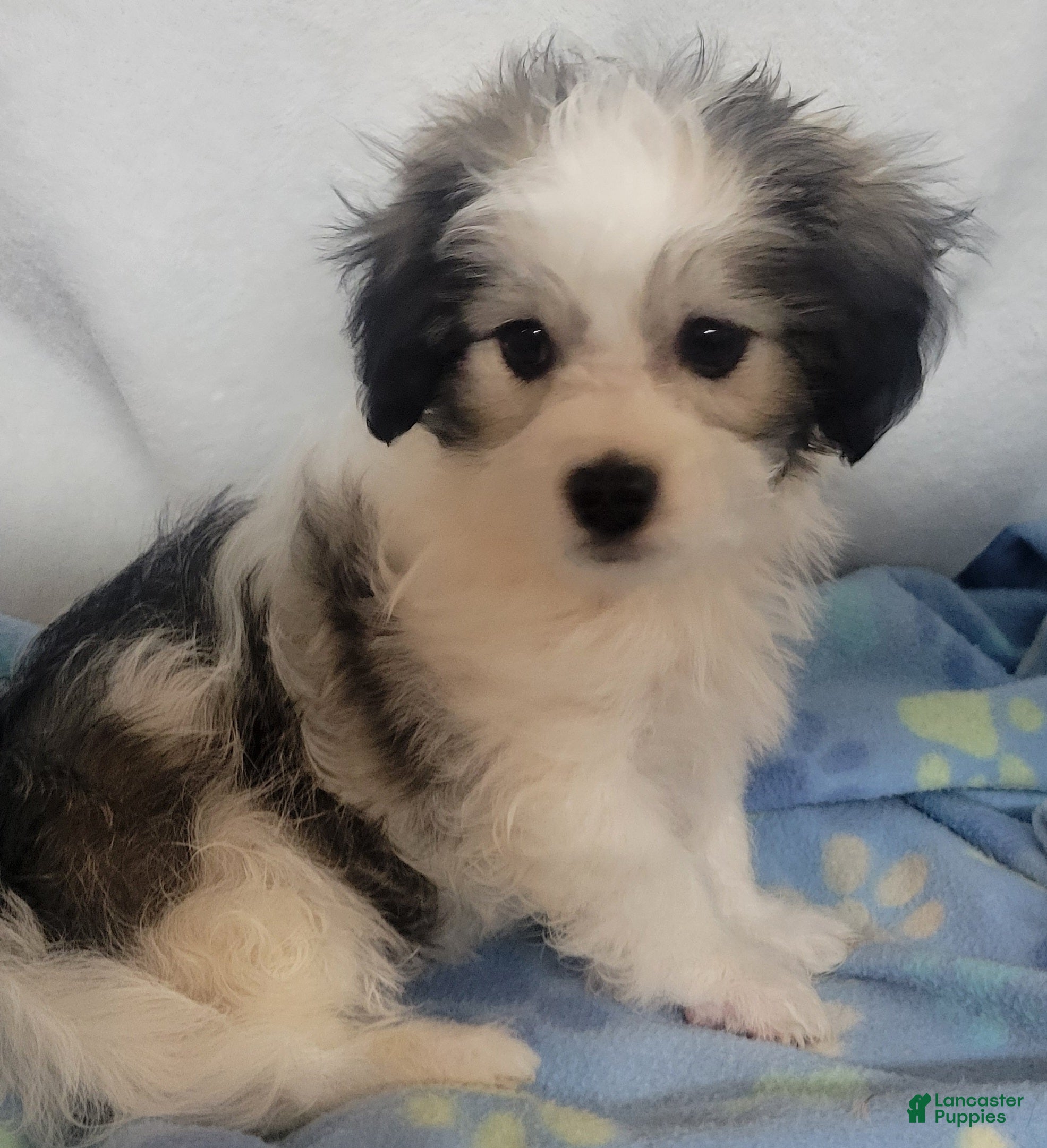 Mixed Breed dogs  3 cookies - Ad 25