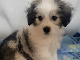 Mixed Breed dogs 3 cookies - Ad 27