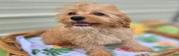 Cavapoo dogs for sale: Miles - Ad 21