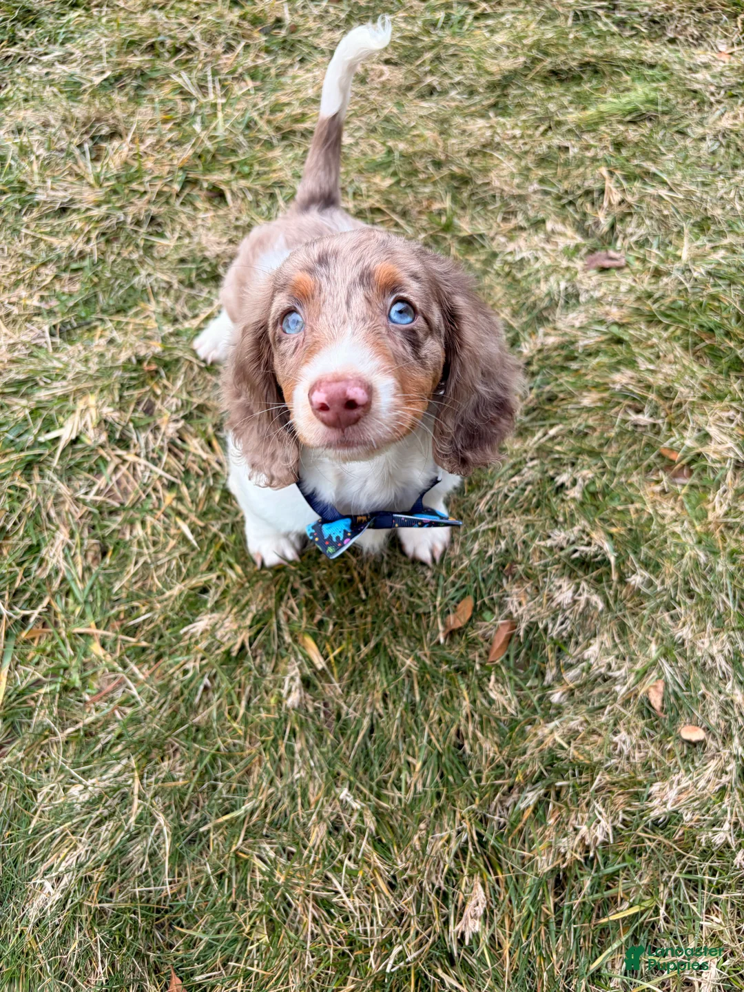 Miniature Dachshund dogs for sale: Remmi - Ad 2