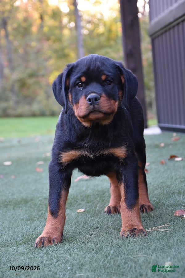 Rottweiler dogs Zenna - Ad 1