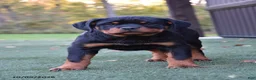 Rottweiler dogs for sale: Zenna - Ad 1