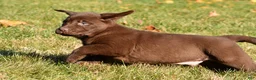 Labrador Retriever dogs for sale: Diesel - Ad 6