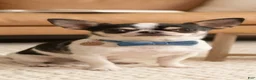 Chihuahua dogs for sale: Chihuahua 1 - Ad 2