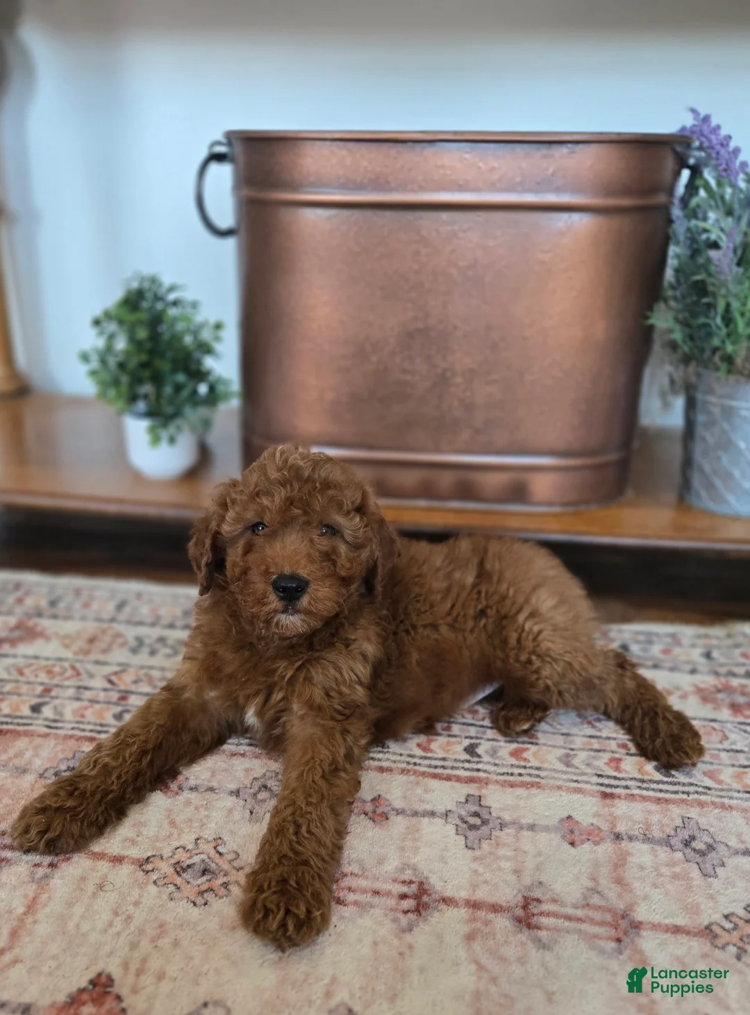Mixed Breed dogs for sale: Copper - Ad 1