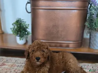 Mixed Breed dogs Copper - Ad 1