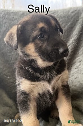 German Shepherd dogs Sally - Ad 21