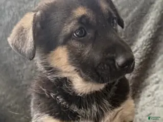 German Shepherd dogs Sally - Ad 34