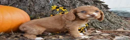 Cocker Spaniel dogs for sale: Mason - Ad 2
