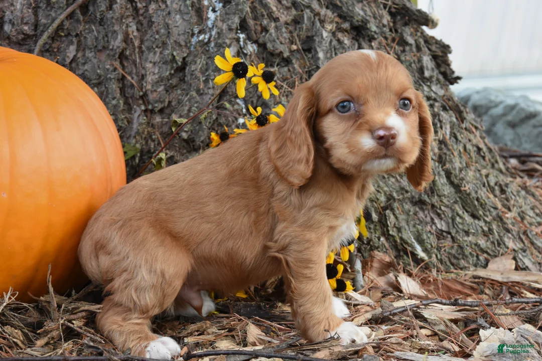 Cocker Spaniel dogs for sale: Mason - Ad 2