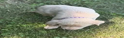 Labrador Retriever dogs for sale: Labrador Retriever 1 - Ad 7