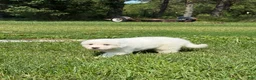Great Pyrenees dogs for sale: Mrs Pink - Ad 11