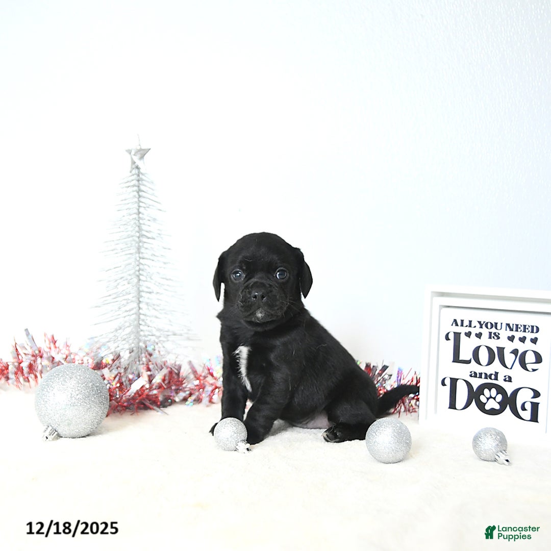 Puggle dogs for sale: Gracie - Ad 2