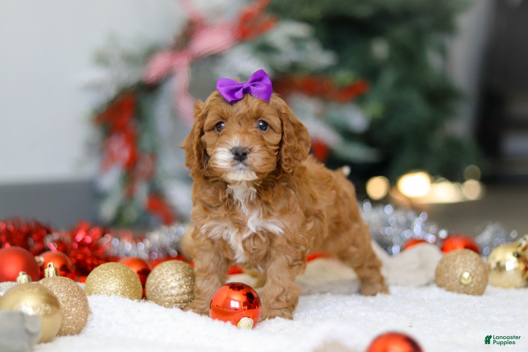 Cockapoo dogs for sale: Violet - Ad 3