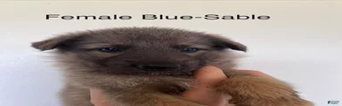 Tan Blue Sable