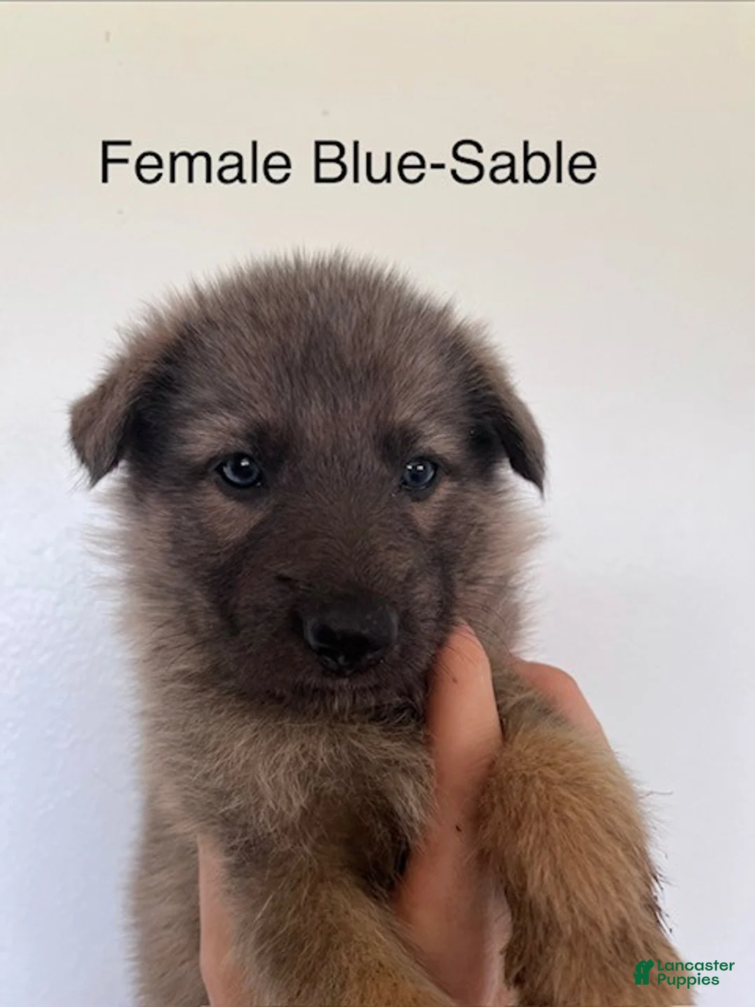 German Shepherd dogs for sale: Tan Blue Sable - Ad 1