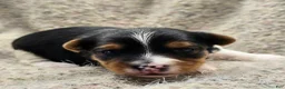 Yorkshire Terrier dogs for sale: Sunny - Ad 3