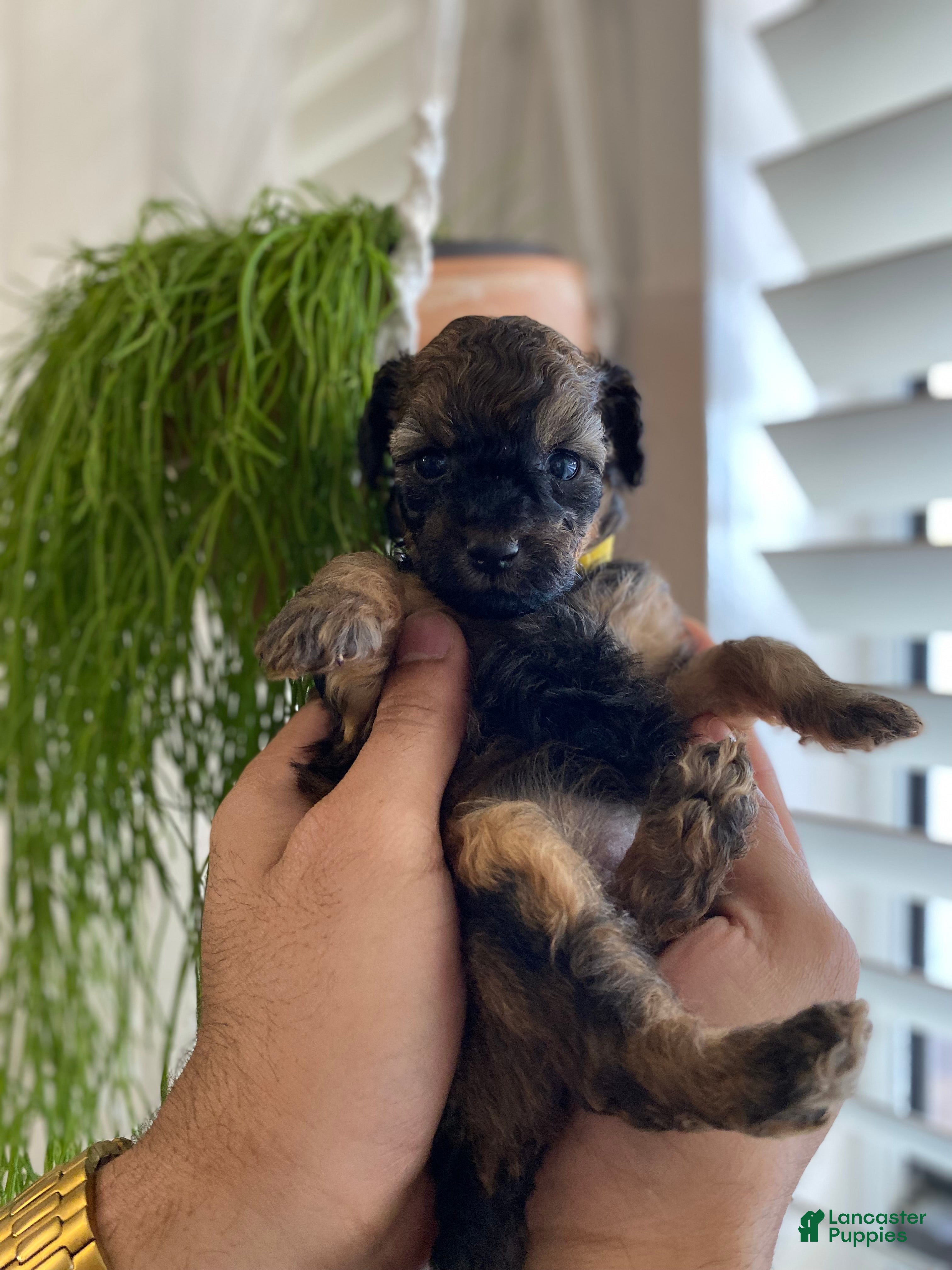 Cavapoo dogs Cavapoo Puppy 4 - Ad 25