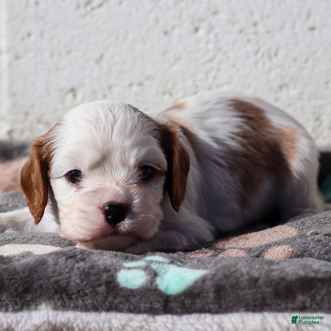 Cavalier King Charles Spaniel dogs for sale: Max - Ad 9