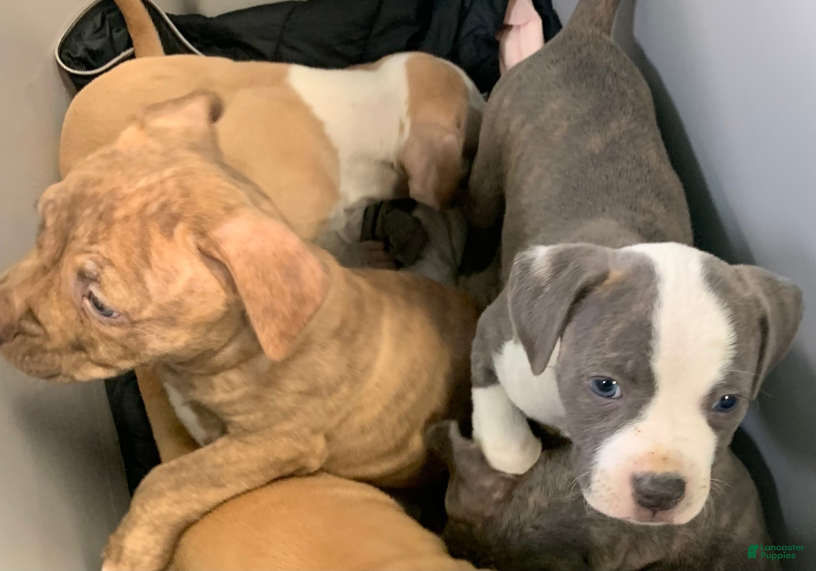 American Pit Bull Terrier dogs American Pit Bull Terrier Puppy 2 - Ad 2