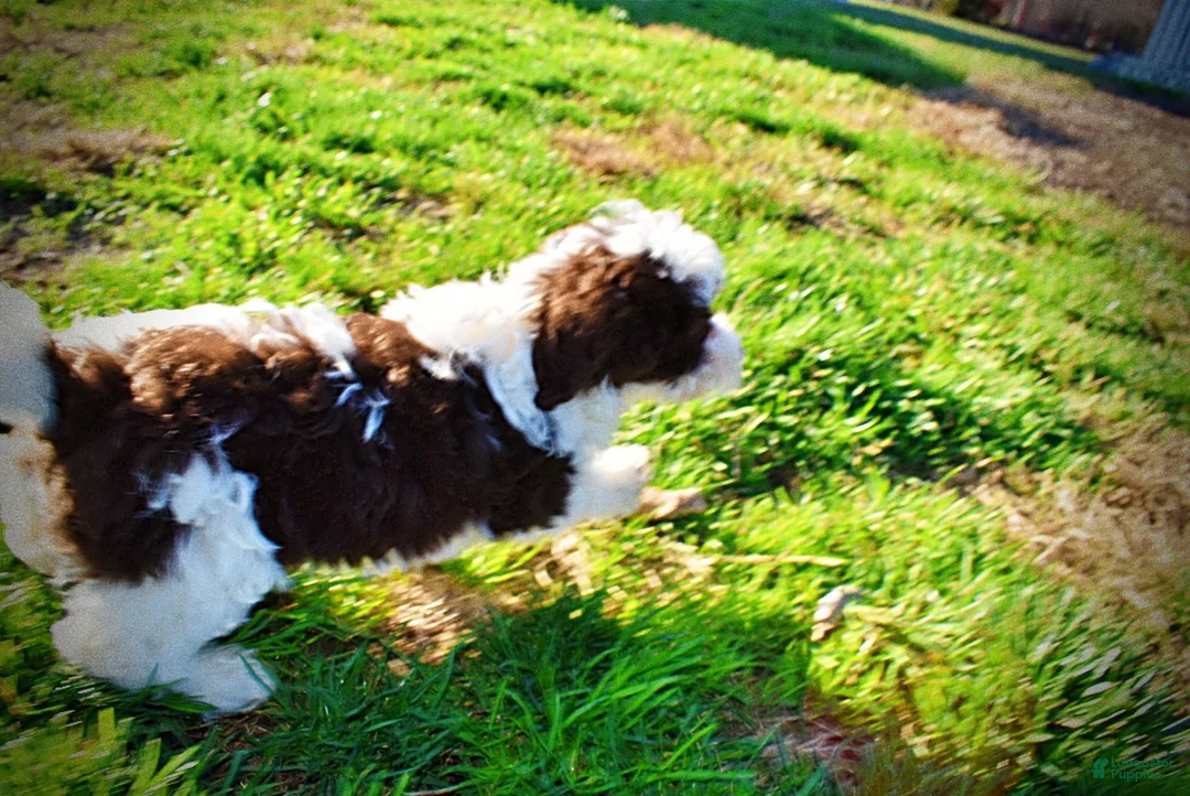 Havapoo dogs for sale: Sunny - Ad 36