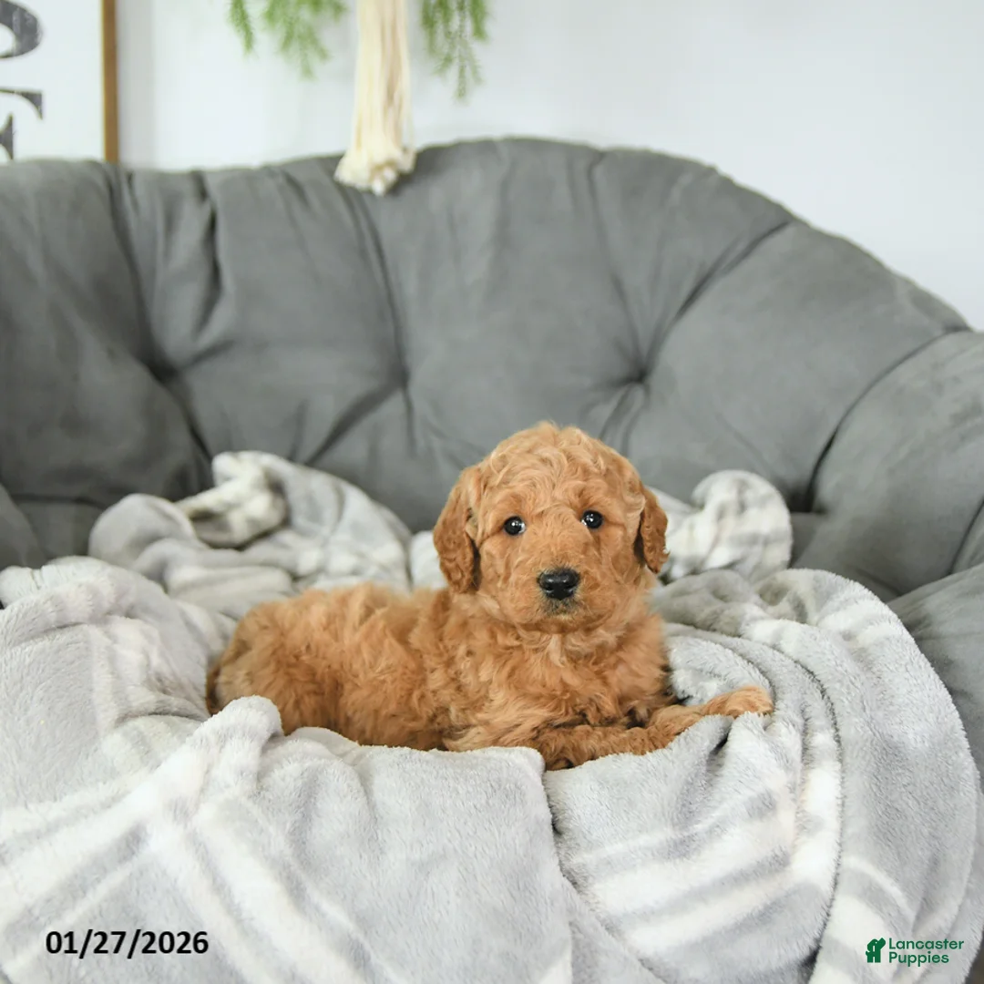 Mini Goldendoodle dogs for sale: Valentine - Ad 5