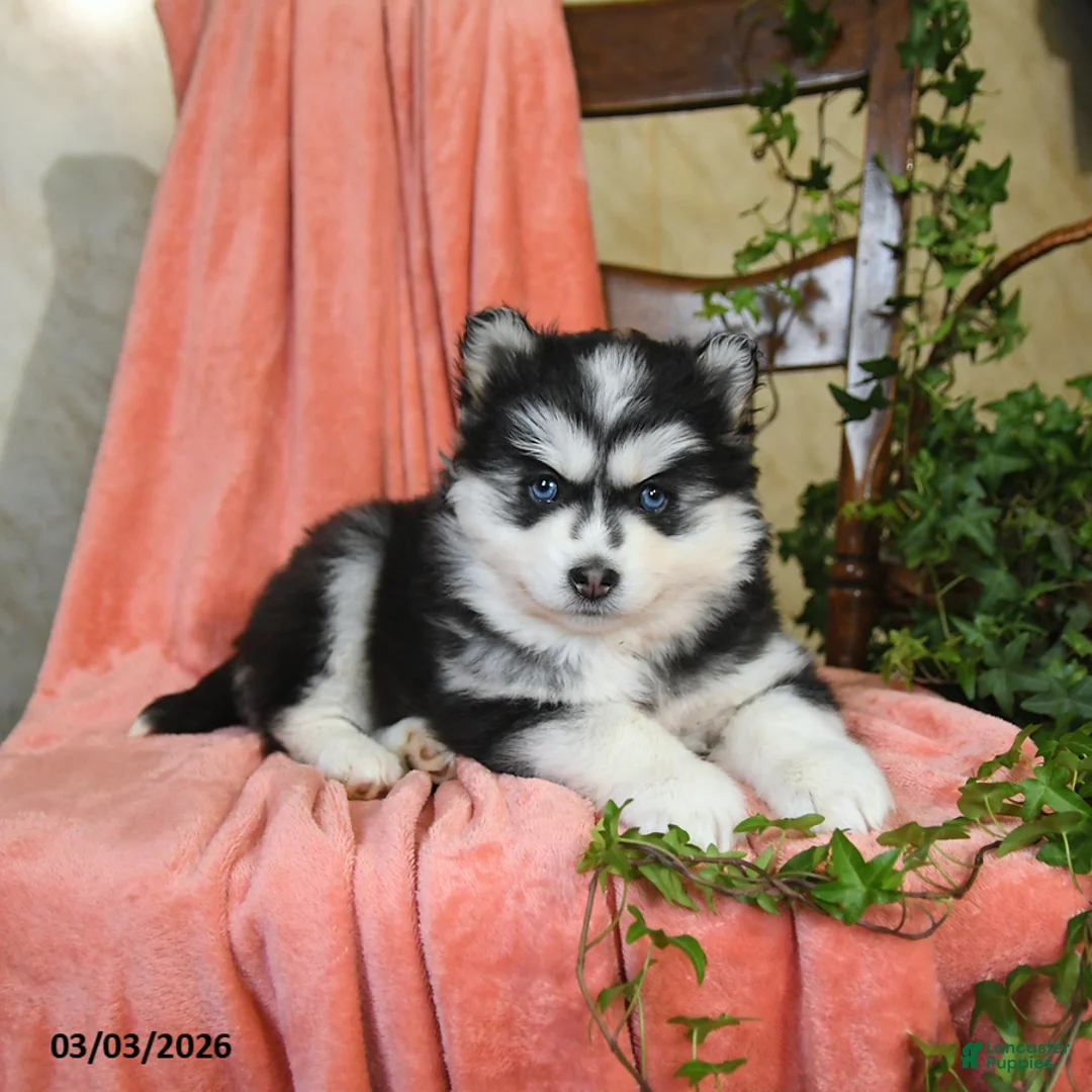 Pomsky dogs for sale: Selena - Ad 2