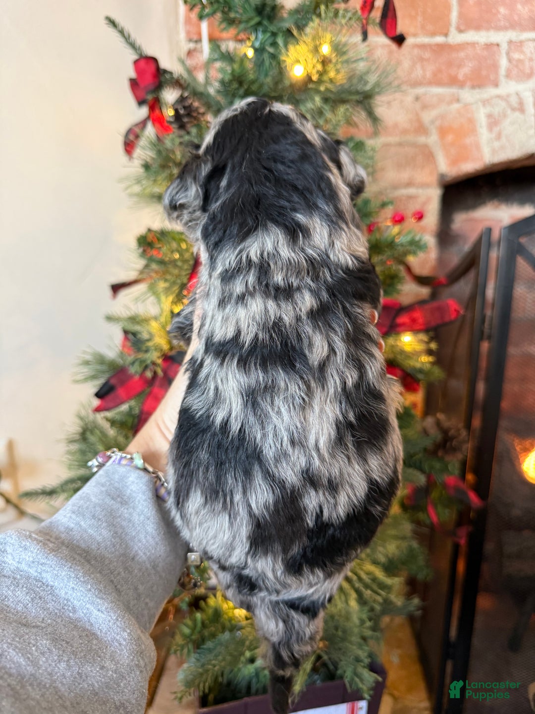 Mixed Breed dogs for sale: Paul - Ad 6