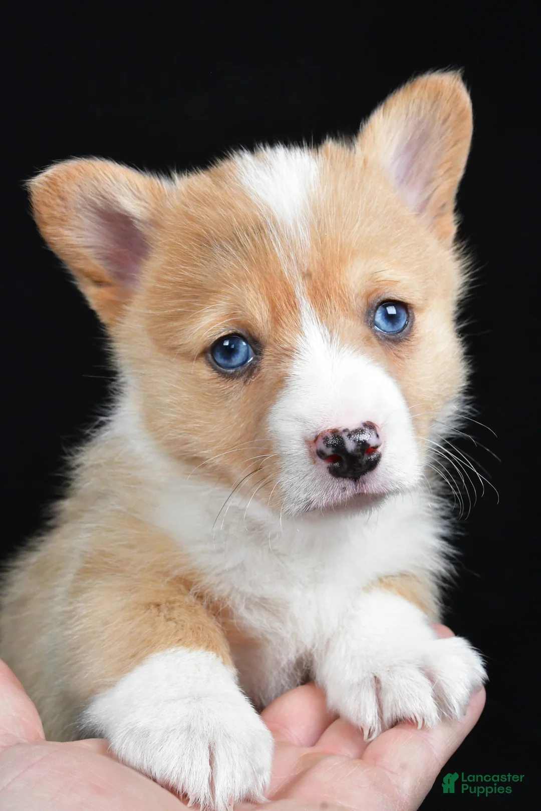 Welsh Corgi Pembroke dogs for sale: Chester - Ad 11