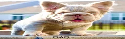 French Bulldog dogs for sale: Arlo French Bulldog - Ad 3