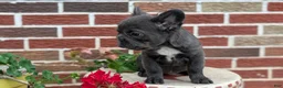 French Bulldog dogs for sale: Eden - Ad 6