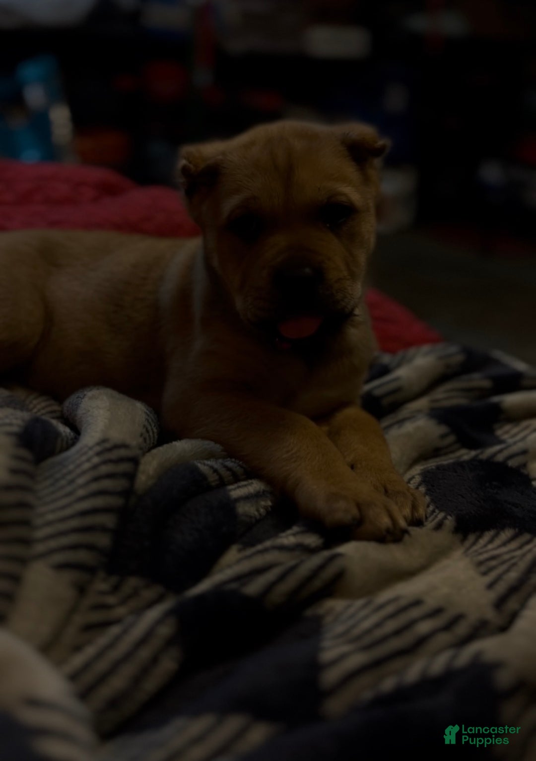 Cane Corso dogs for sale: delta - Ad 2