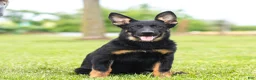 German Shepherd dogs for sale: Sabrina German Shepherd Puppy  - Ad 4