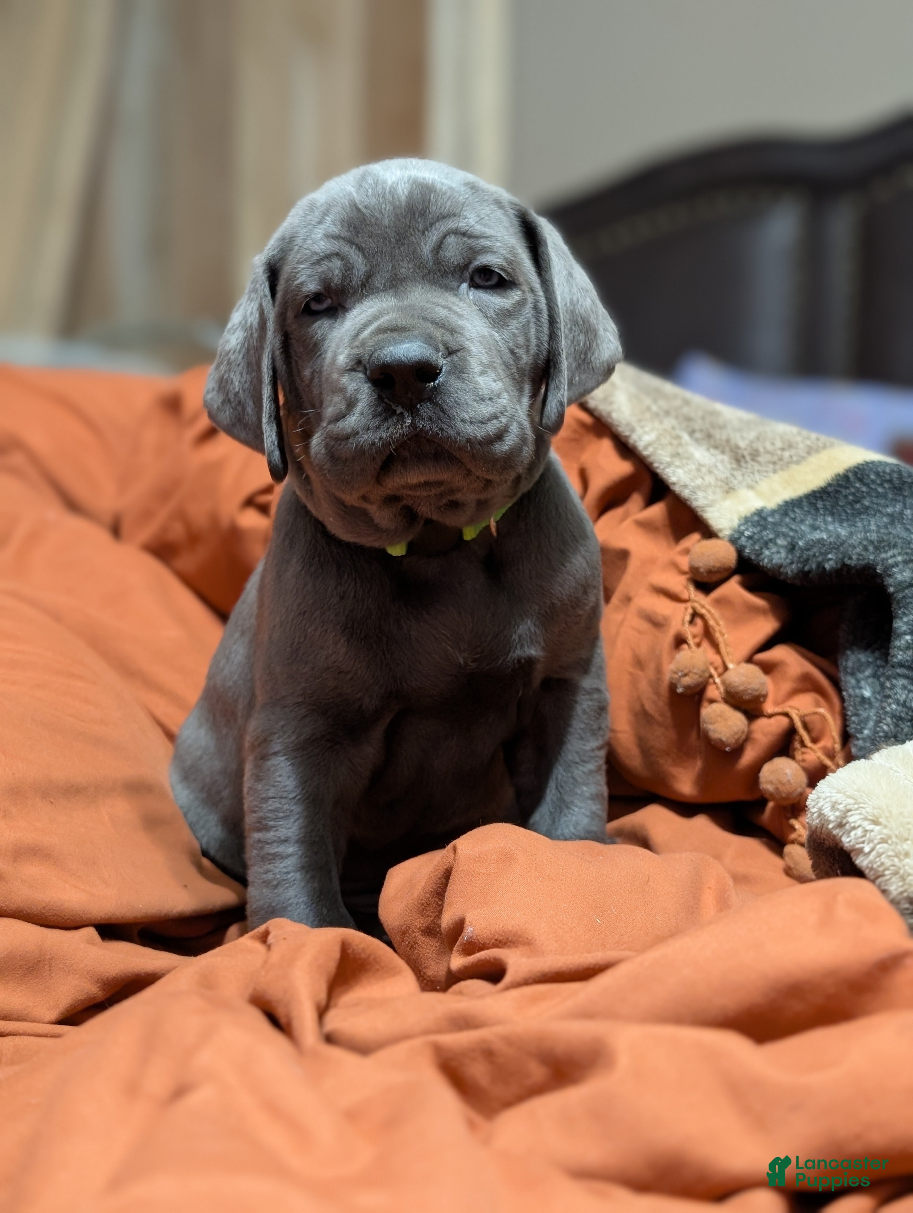 Great Dane dogs Great Dane Ernie - Ad 1