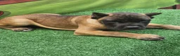 Cane Corso dogs for sale: KING - Ad 14