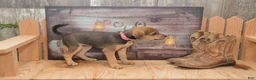 Jug dogs for sale: Florida - Ad 4