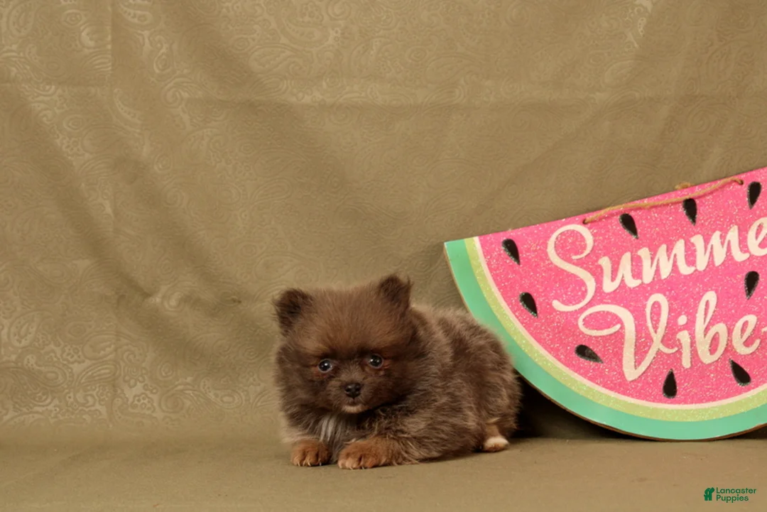 Pomeranian dogs for sale: Asher - Ad 4