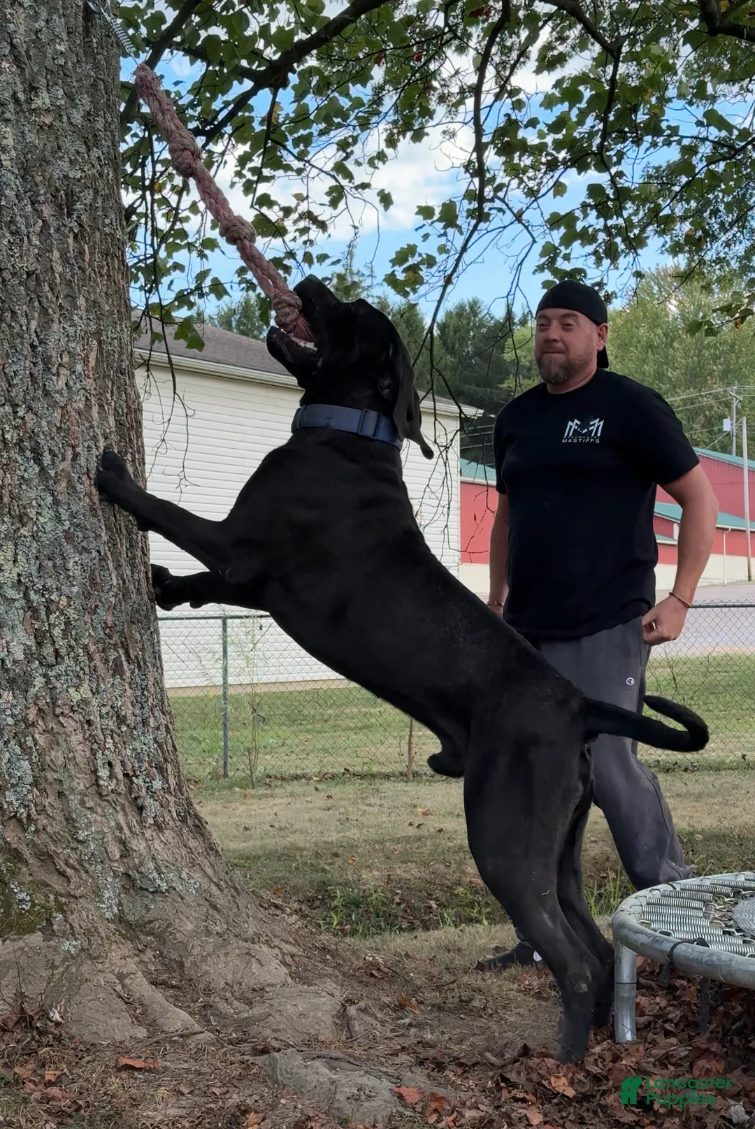 Mixed Breed dogs for sale: Dark Pink Collar Female - Ad 18