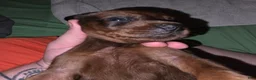 Redbone Coonhound dogs for sale: Redbone Coonhound 6(grey) - Ad 6