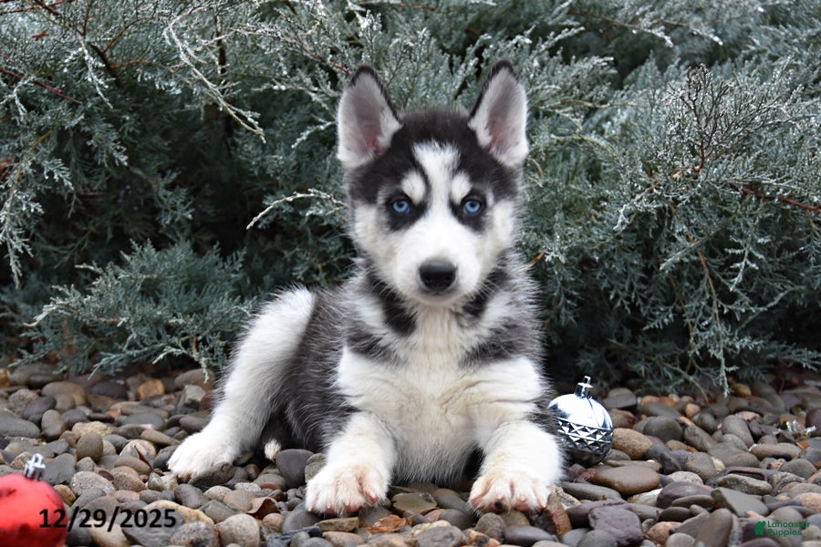 Siberian Husky dogs Flintstone - Ad 2