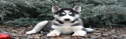 Siberian Husky dogs for sale: Flintstone - Ad 2