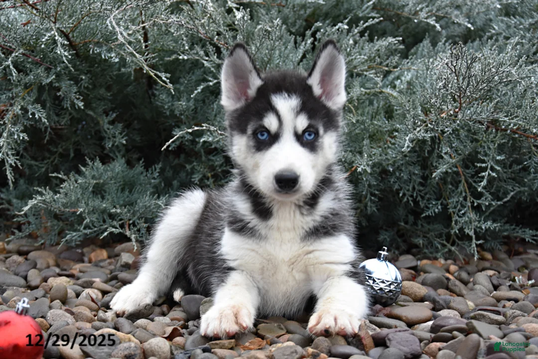 Siberian Husky dogs for sale: Flintstone - Ad 2
