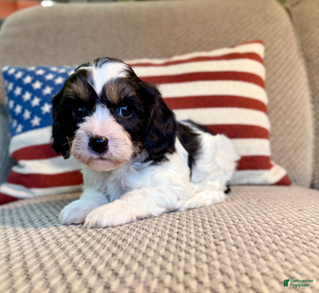 Cavapoo dogs for sale: Frosty - Ad 4